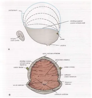 Gambar 1.A. Vesica urinaria tampak lateral.