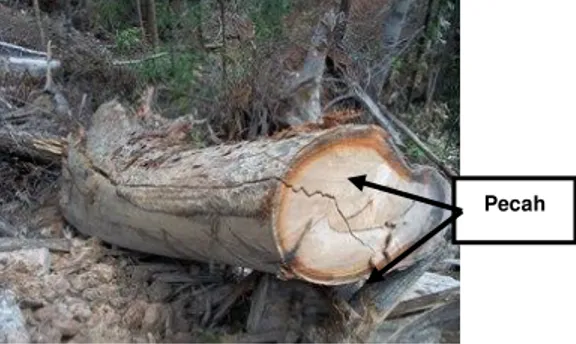 Gambar 3. Limbah pemanenan kayu yang disebabkan oleh faktor mekanis (pecah). 