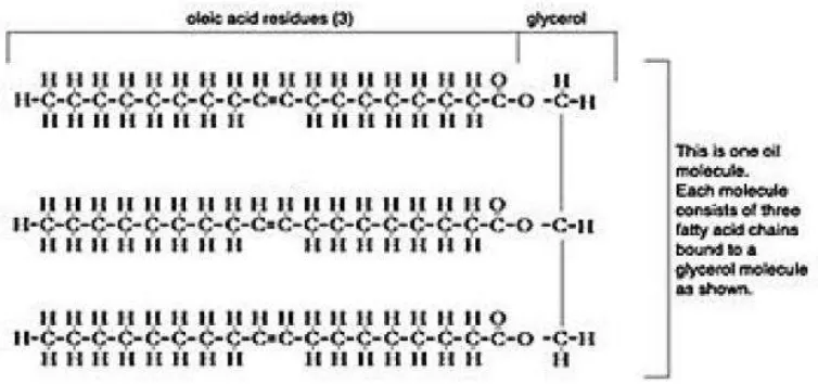 Gambar 3. Struktur molekul asam lemak bebas (Sumber : Destiana. M, ITB 2007) 