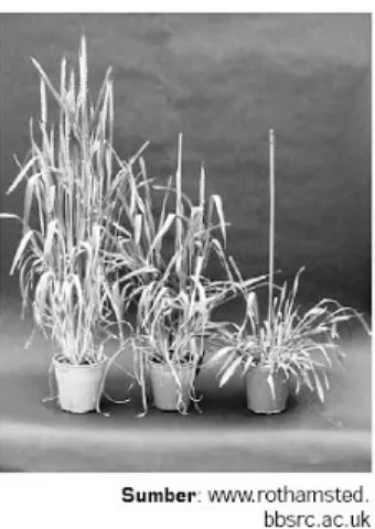 Gambar 1. Perbedaan pertumbuhan pada tanaman yang diberihormon giberelin dalam jumlah yang berbeda.2
