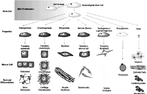 Figure 1. The potency of mesenchymal stem cell to differentiate into many tissue, for example: bone tissue