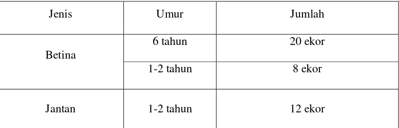 Tabel 3: Jumlah asset ternak sapi kelompok tani Risma Asri 
