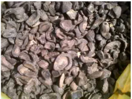 Gambar 1. Cangkang Kelapa Sawit