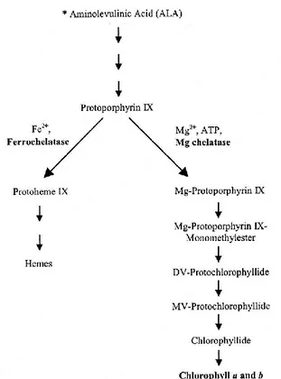 Gambar 1. Jalur biosintesis klorofil pada tanaman (Rissler et al., 2002) 