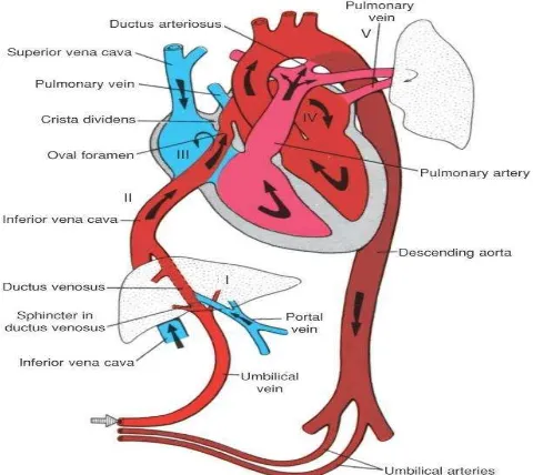 Gambar 2.1 Sistem Kardiovaskuler Janin 