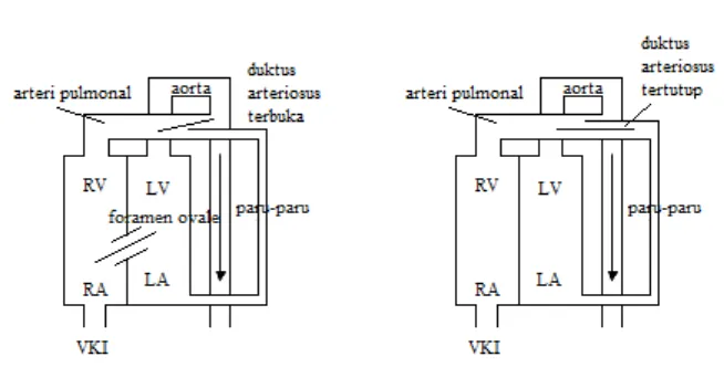 Gambar 2.4 Skema Perubahan Kardiovaskular 