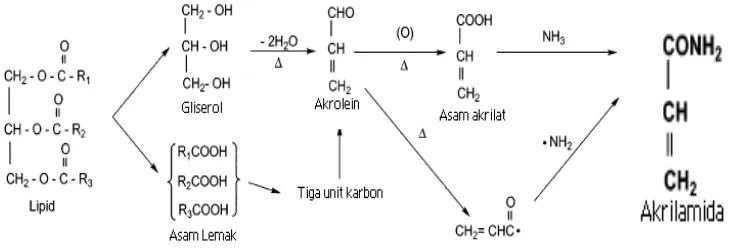 Gambar 2. Hipotesis mekanisme pembentukan akrilamida dari lipid. 
