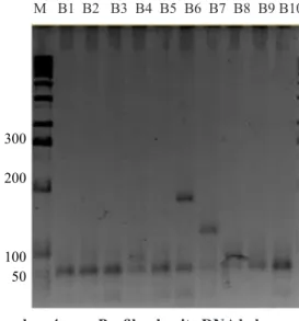 Gambar 4b.  Profil pola pita DNA beberapa  klon  bawang  putih  dengan  primer  OPN  06  (Profile  of  DNA  band  patterns  of  garlic  clones  using primer OPN 06) M   B1  B2   B3  B4  B5  B6  B7  B8  B9 B10