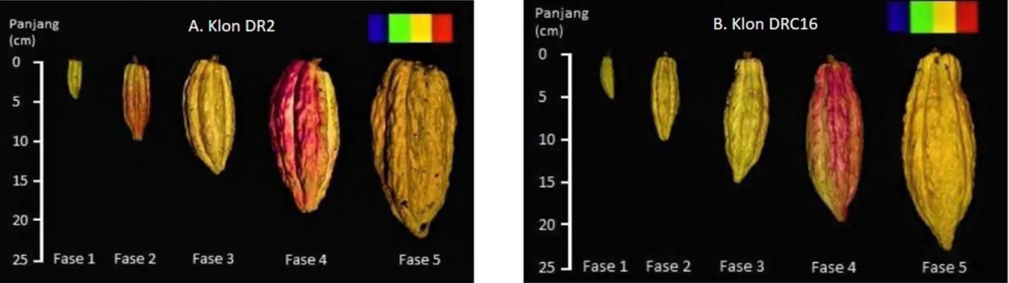 Gambar 1. Penampilan buah kakao setiap fase perkembangan dari klon DR 2 (A) dan DRC 16 (B) di Kebun Renteng, Jember, Jawa  Timur