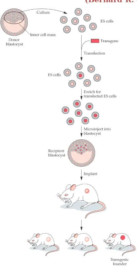 Gambar 6. Metode Rekayasa embrio stem sel