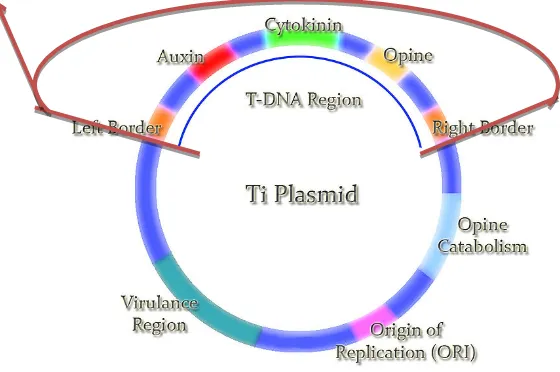Gambar 3. Skema dari Plasmid Ti