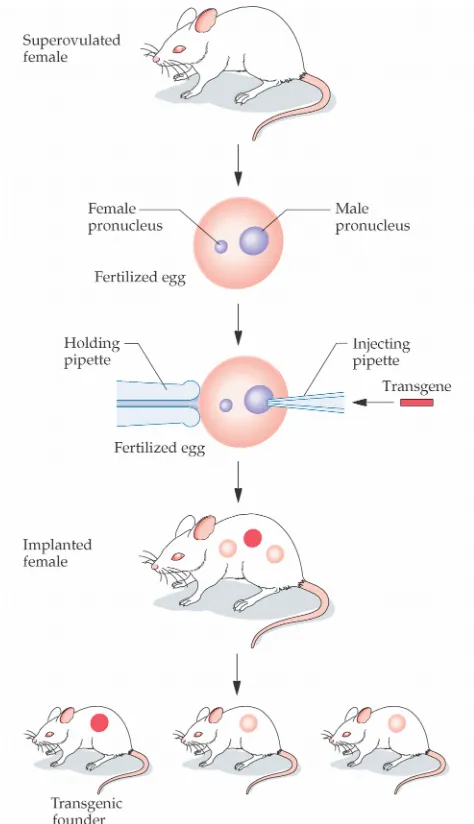 Gambar 5. Transgenik tikus dengan metode DNA injeksi