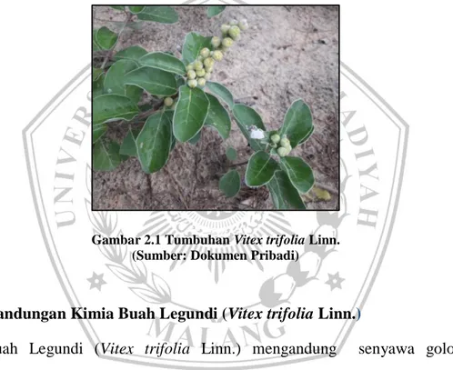 Gambar 2.1 Tumbuhan Vitex trifolia Linn.  (Sumber: Dokumen Pribadi) 