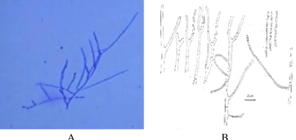 Gambar 8. (A) Mikroskopik  Geotrichum candidum  (perbesaran 400x),  (B) struktur  Geotrichum candidum (Sumber : Samson et al, 1984, halaman 170)  Curvularia lunata 