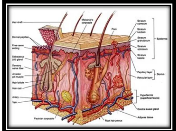 Gambar 1.Penampang Anatomi Kulit 