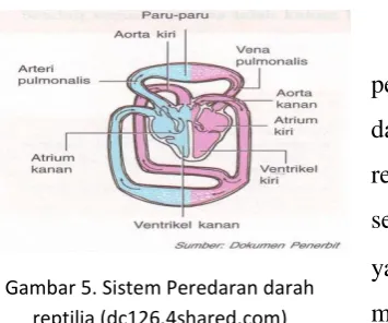 Gambar 5. Sistem Peredaran darah 