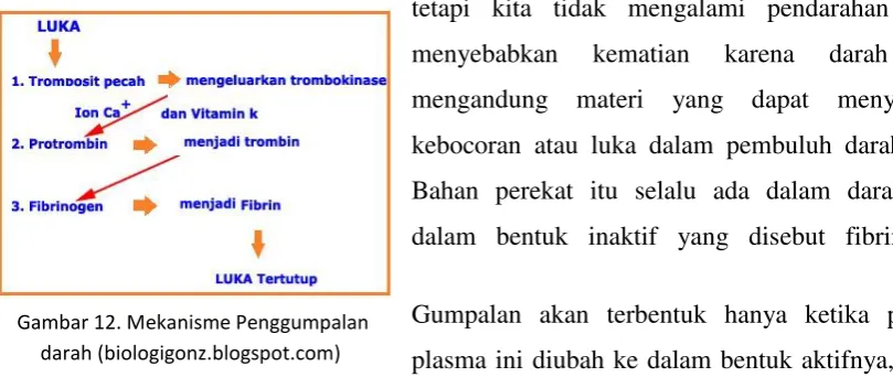 Gambar 12. Mekanisme Penggumpalan 