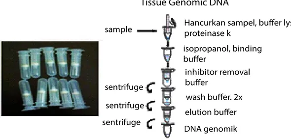 Gambar 1. Prosedur Ekstraksi DNA dengan Menggunakan Metode Spin Kolom.