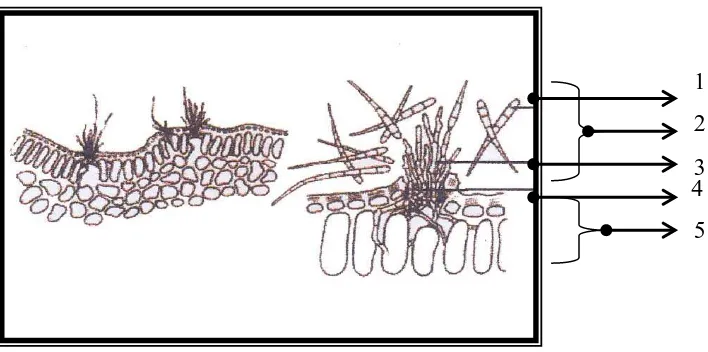 Gambar 1: Bentuk jamur C.nicotianae dan infeksi jamur ke dalam jaringan daun Sumber: Erwin (1997)