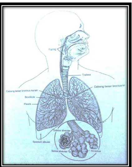 Gambar 1. Anatomi saluran pernafasan 