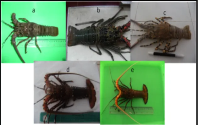 Gambar 2. Species Lobster di Perairan Teluk  Ekas 