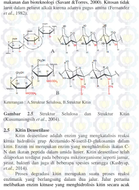 Gambar  2.5  Struktur  Selulosa  dan  Struktur  Kitin  (Kusumaningsih et al., 2004). 