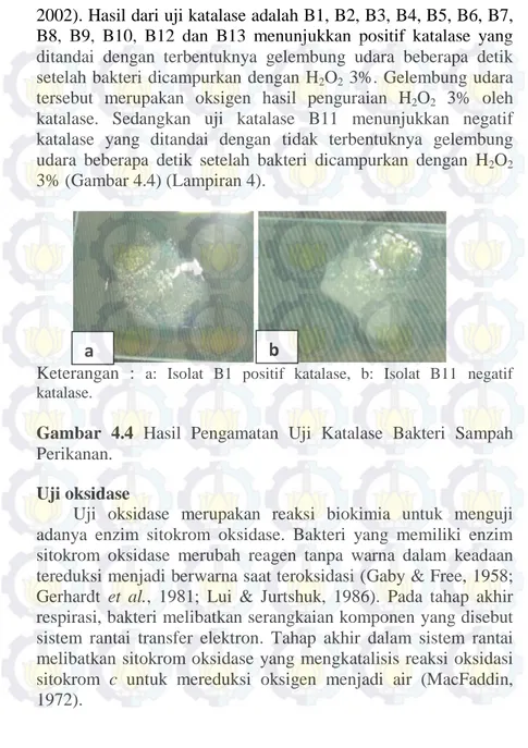 Gambar  4.4  Hasil  Pengamatan  Uji  Katalase  Bakteri  Sampah  Perikanan. 