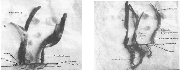 Gambar 1. Thalassia hemprichii (kiri) dan Cymodocea rotundata (kanan)