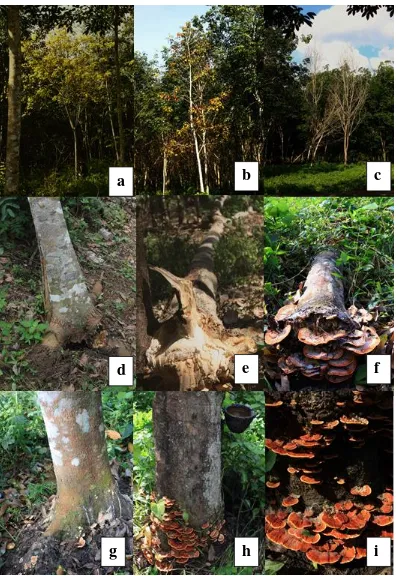 Figure 2. Severe stage symptom, Most of leaves turned to yellow (a) and red or brown (b)