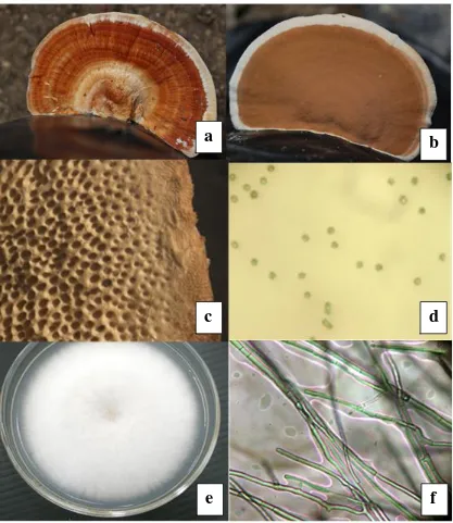 Figure 3. Basidiocarp of Rigidoporus microporus was leathery semicircular flat yellowish orange to brownish orange bracket, attached directly to the bark of Para rubber crown with the broad base or substrate without stalk (a)