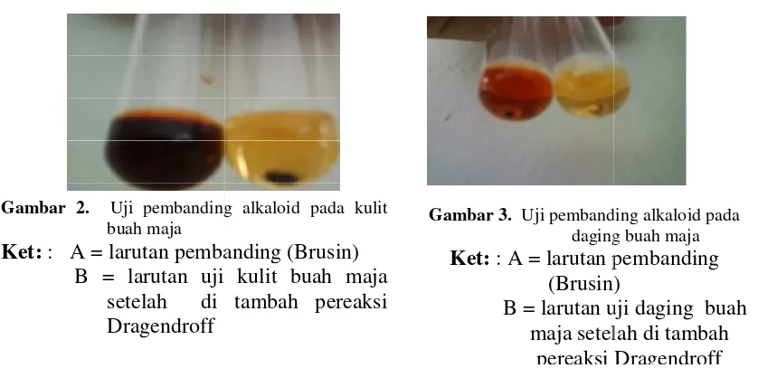 Gambar 2.  Uji pembandinging alkaloid pada kulit 