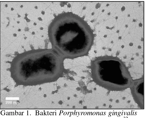 Gambar 1.  Bakteri Porphyromonas gingivalis  