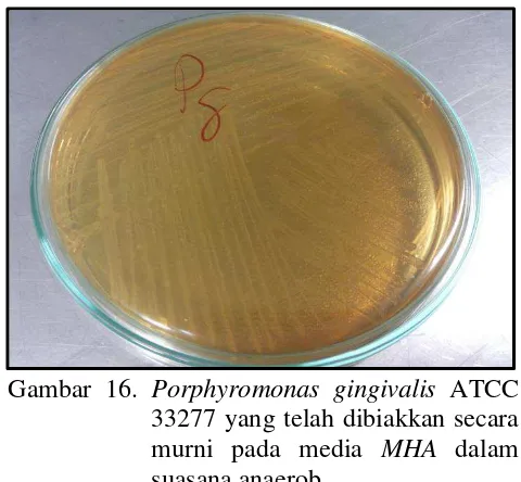 Gambar 16. Porphyromonas gingivalis ATCC 