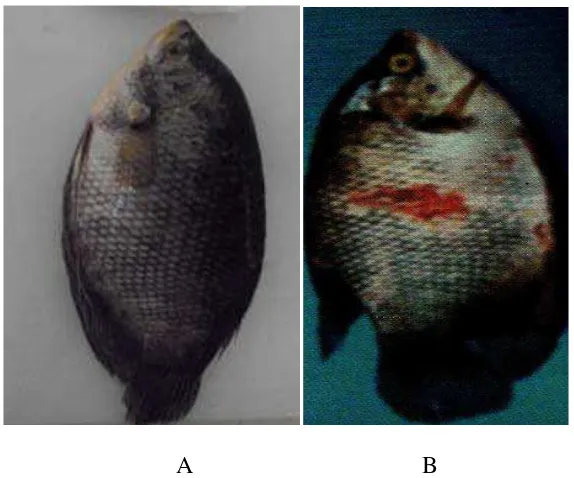 Gambar  2. Ikan gurami yang tidak terserang penyakit (A) Ikan gurami yang  