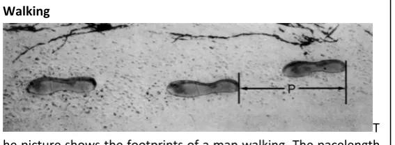 Figure 9. Illustrative item - Walking 