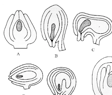 Figure 4.20 Ovules. A: Orthotropous; B: Anat-ropous; C: Campylotropous;D: Hemianatropous; E: Amphi-tropous; F: Circinotropous.