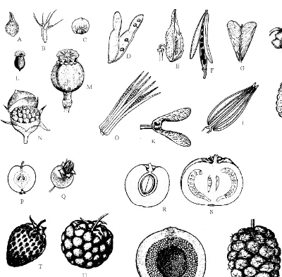 Figure 4.21 Fruits.  A: Achene of Ranunculus; B: Cypsela of Ageratum with scaly pappus;C: Nut of Castanea; D: Pod of Pisum; E: Single follicle of Calotropis; F: Siliqua of Bras-sica; G: Silicula of Capsella bursa-pastoris; H: Capsule of Datura; I: Cremocarp inumbellifers; J: A pair of lomentum fruits in Mimosa; K: Double samara of Acer;L: Capsule of Primula dehiscing by apical teeth (denticidal); M: Operculate capsule ofPapaver with poricidal dehiscence; N: Pyxis of Celosia with circumscissile dehiscence;O: Capsule of Abelmoschus esculentus with loculicidal dehiscence; P: Pome of Maluspumila; Q: Hip of Rosa with etaerio of achenes inside; R:  Drupe of Prunus; S: Berry ofLycopersicon esculentum; T: Pseudocarp of Fragaria, an accessary fruit with etaerio ofachenes; U: Etaerio of drupes in Rubus; V: Syconium of Ficus developing fromhypothodium inflorescence; W: Sorosis of Morus.