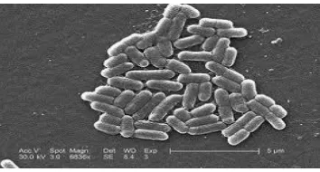 Gambar 8. Bakteri Escherichia coli 