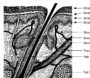 Figure 1Components of the epidermis and dermis of human skin.