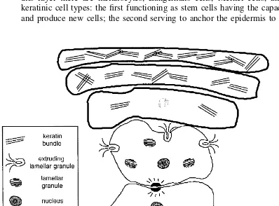 Figure 4Epidermal differentiation: major events include extrusion of lamellar bodies, lossof nucleus, and increasing amount of keratin in the stratum corneum