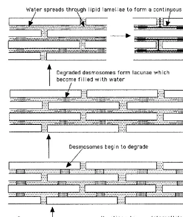 Figure 11During hydration the lacunae formed by degrading desmosomes provide anobvious site for water pooling and, during prolonged exposure to water, lateral expansion ofthe lacunae occurs through polar-head regions of the intercellular lipids