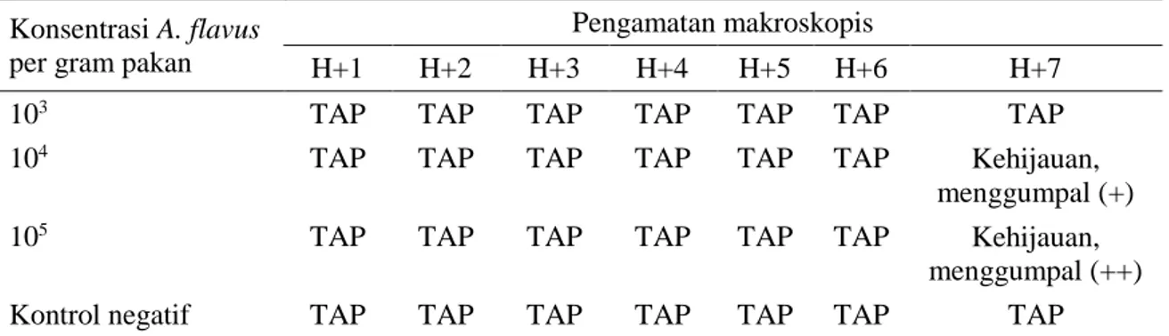 Tabel 2. Pakan yang diinokulasi A. flavus bulan April 2015 