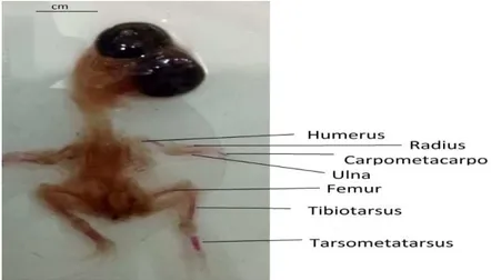 Gambar 2. Embrio Ayam Umur 13 Hari Setelah Proses Pewarnaan. 