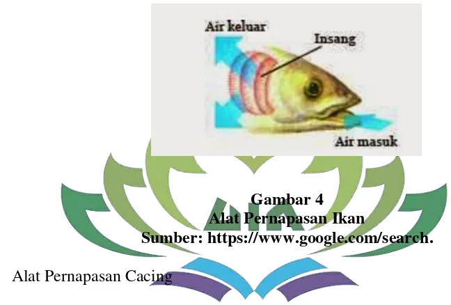 Gambar 4 Alat Pernapasan Ikan 