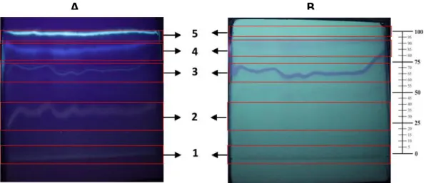 Gambar 1.Profil Kromatogram KLT Preparatif  Keterangan gambar: 