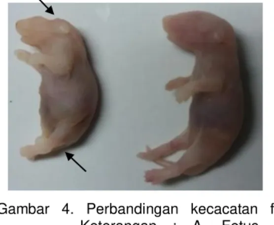 Gambar  4.  Perbandingan  kecacatan  fetus.  Keterangan  :  A.  Fetus  yang  mengalami  kecacatan  (bentuk  kepala  tidak  sempurna  dan  ekor  bengkok), B