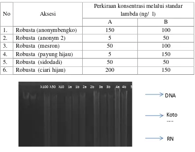 Tabel 3. Konsentrasi DNA hasil pengenceran DNA