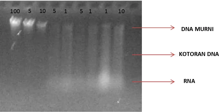 Gambar 2. Visualisasi DNA sampel setelah pengenceran