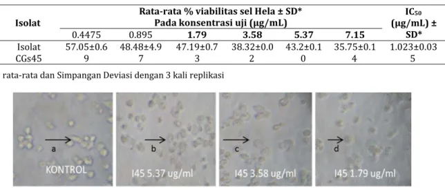 Tabel I. Rata-rata persen viabilitas sel dan nilai IC 50  isolat CGs pada sel kanker servik Hela 