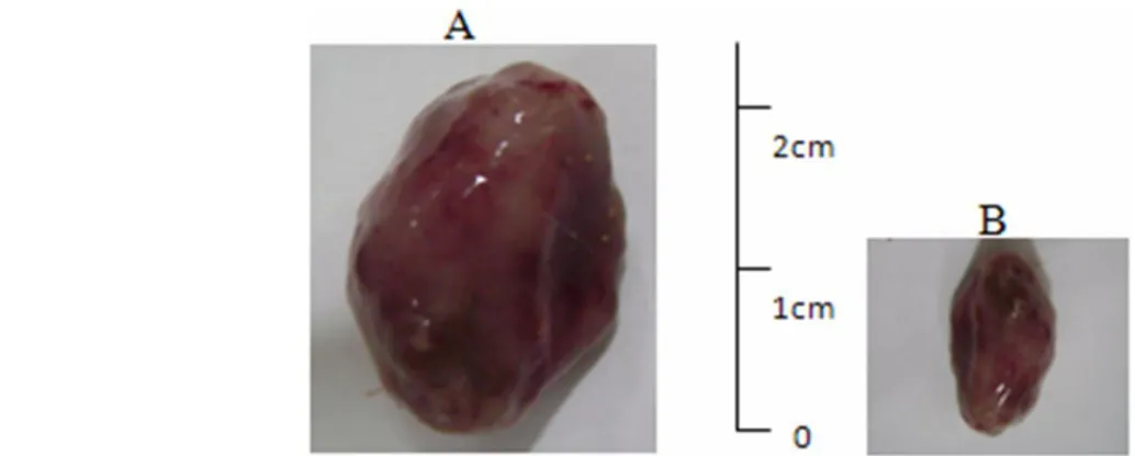 Gambar  1.    Gambaran  makroskopis  nodul  hewan  uji.  Hasil  nekropsi  menunjukkan  munculnya  nodul  tumor pada kelompok perlakuan DMBA tikus nomor 2 (A), tikus nomor 6 (B)